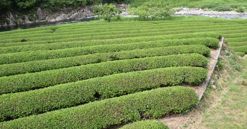 Higashishirakawa Village: Tsuchinoko Legends & Organic Farming