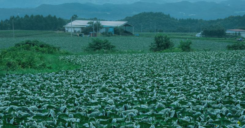 キャベツ畑の中心で妻に愛を叫ぶ、嬬恋村
