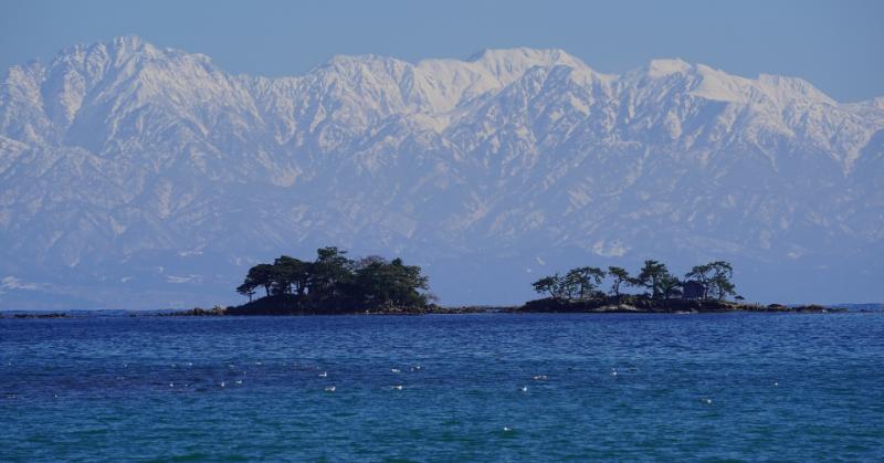 寒ブリとまんがの氷見市