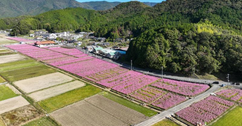 Discover Uwajima, Ehime