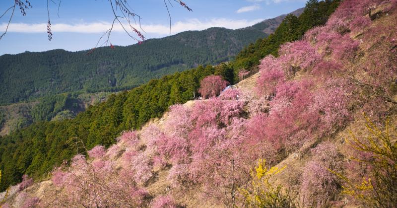 Japanese Wolves & Gorges of Higashiyoshino