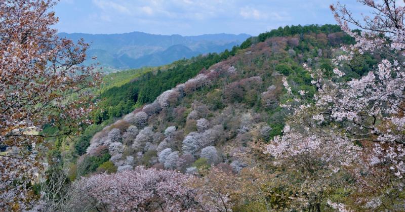 桜と歴史の表舞台、吉野町