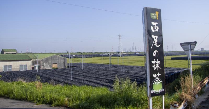 抹茶生産日本一の西尾市