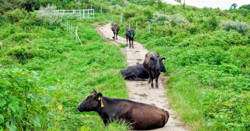 県内唯一の有人村、知夫村