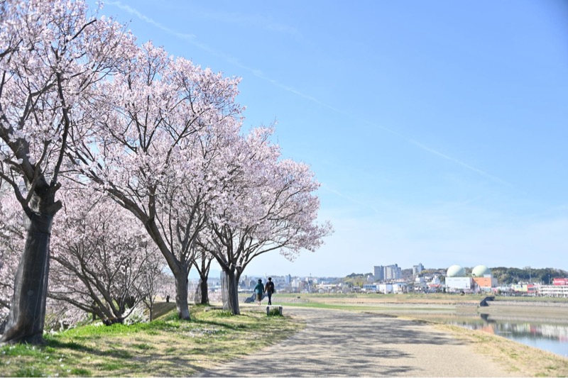 大阪府・大阪狭山市🌸🐉