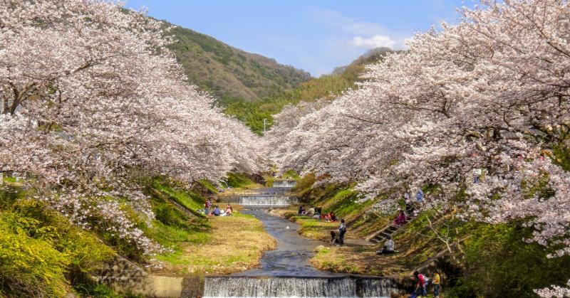 井手町の玉川堤の桜