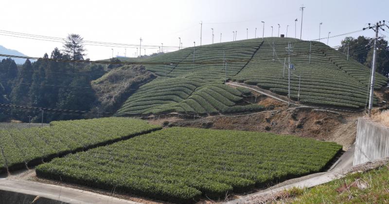 Minamiyangashiro: Roadside Station & Tea Fields