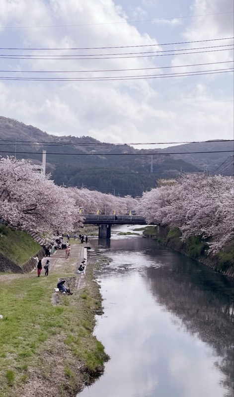 美祢さくらまつり🌸