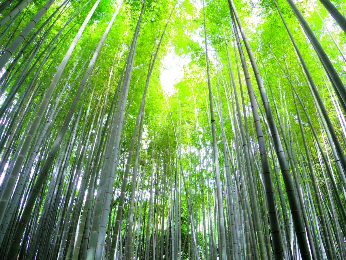 報国寺 竹林