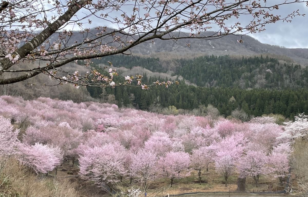 桜峠(北塩原村)