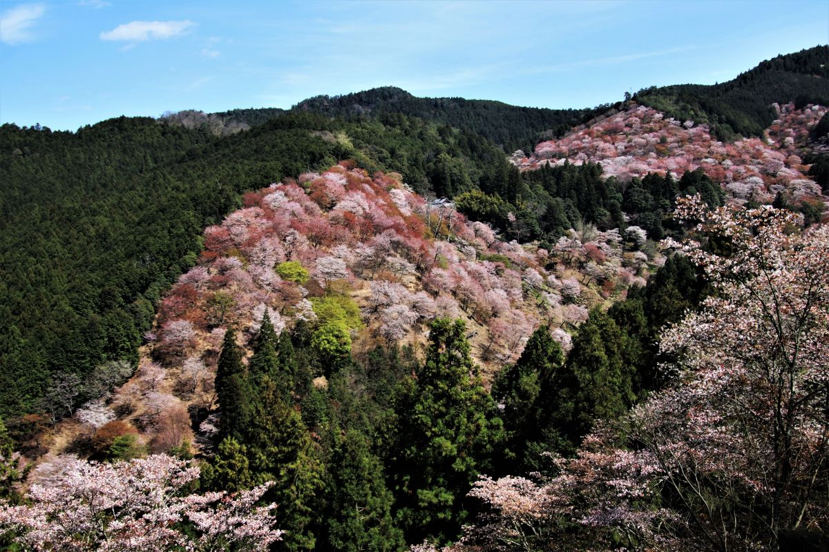 吉野山 上千本