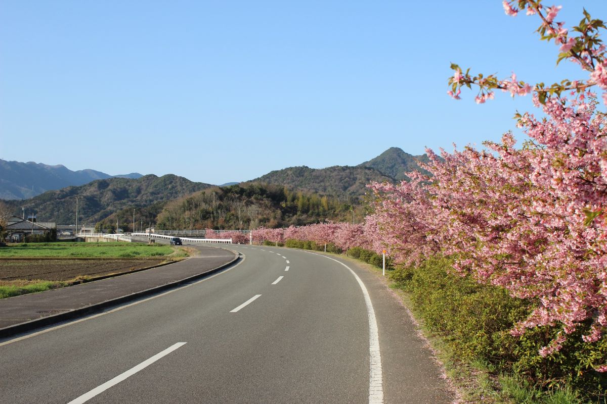 湊川河津桜ロード