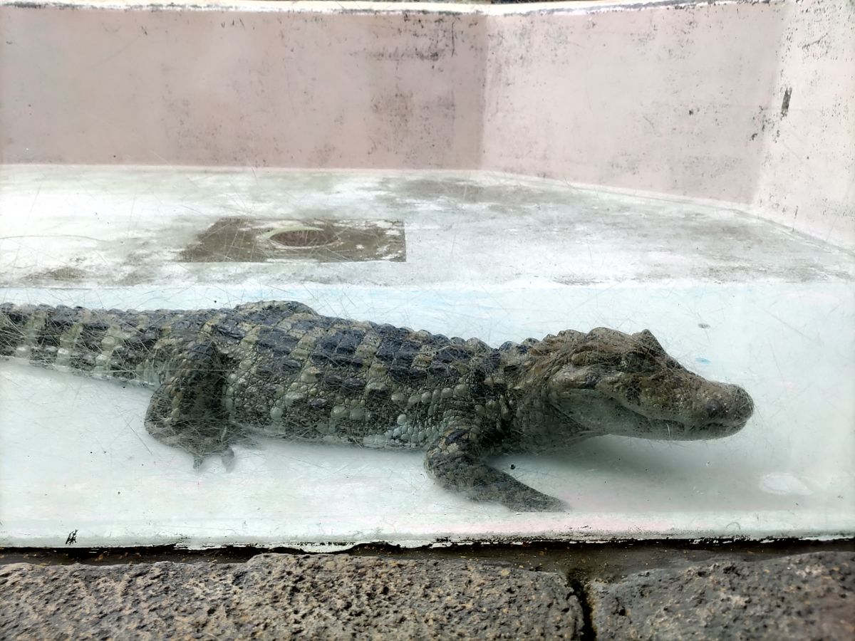 熱川バナナワニ園