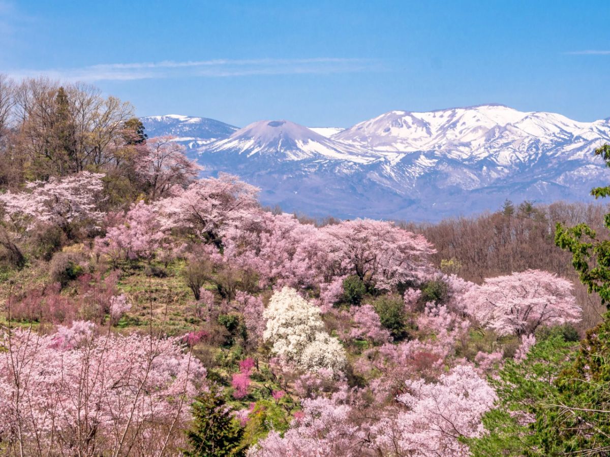花見山公園