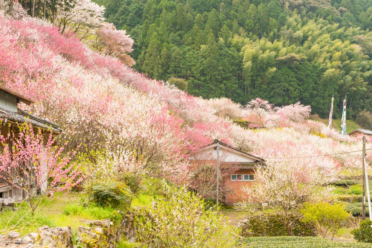 上久喜の花桃
