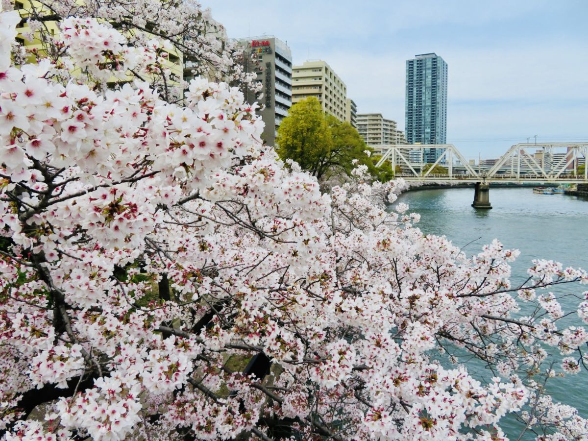 毛馬桜之宮公園