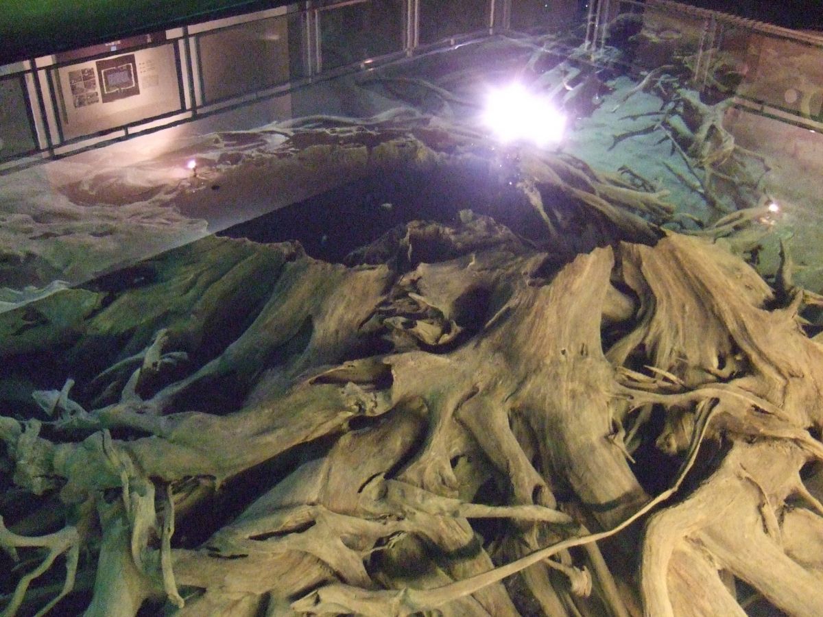 魚津埋没林博物館
