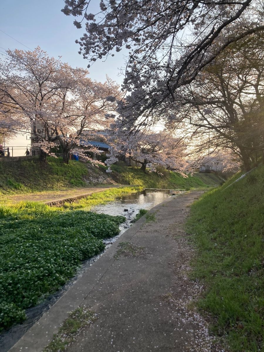 玉川堤の桜