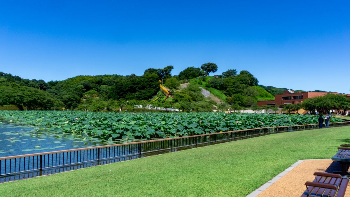 蓮華寺池公園