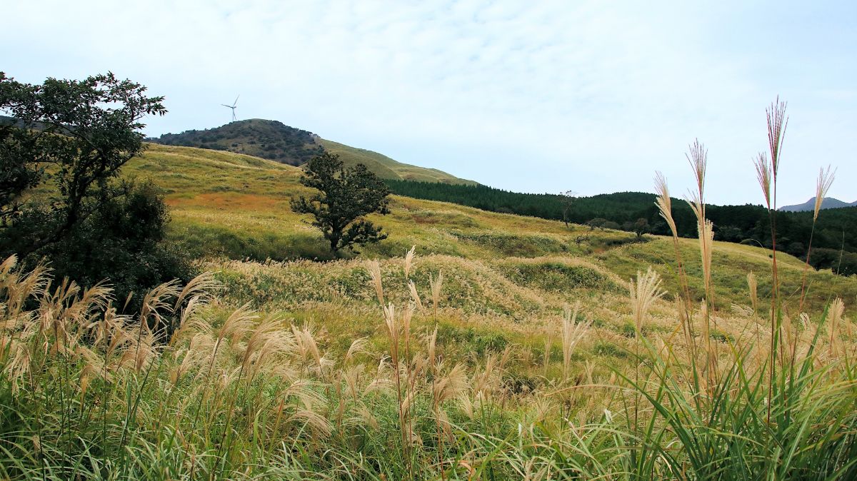 稲取細野高原