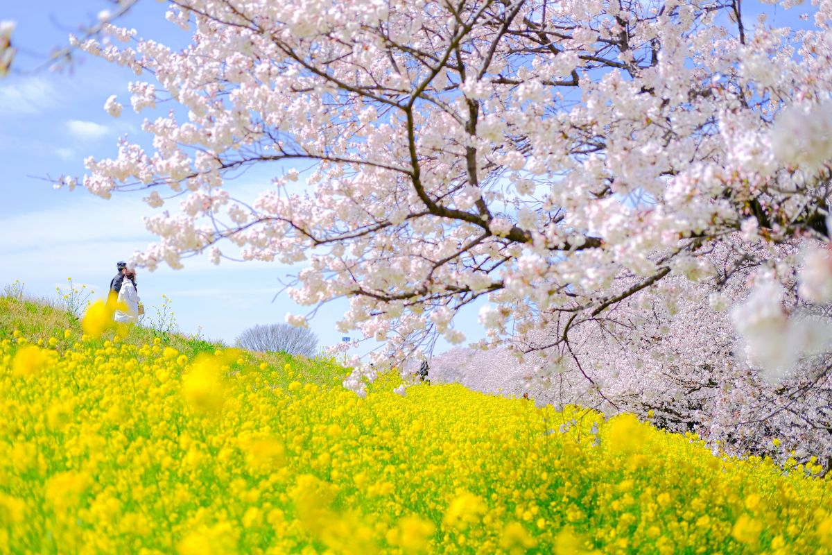 熊谷桜堤