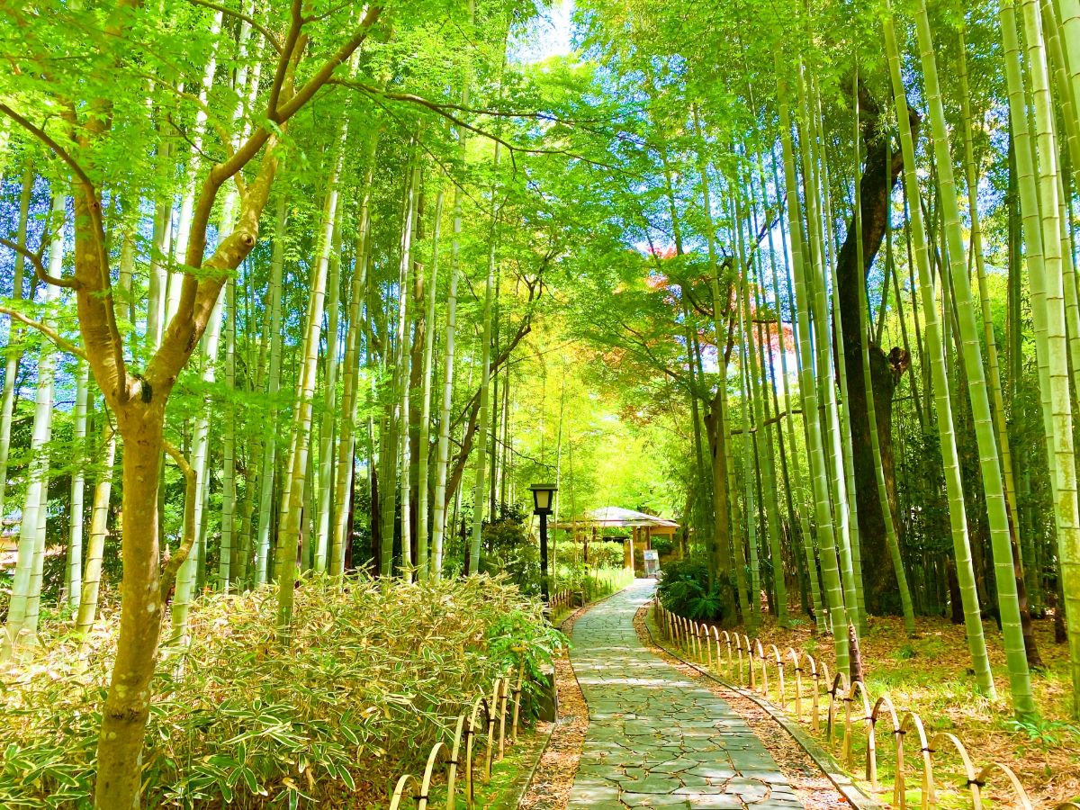 竹林の小径