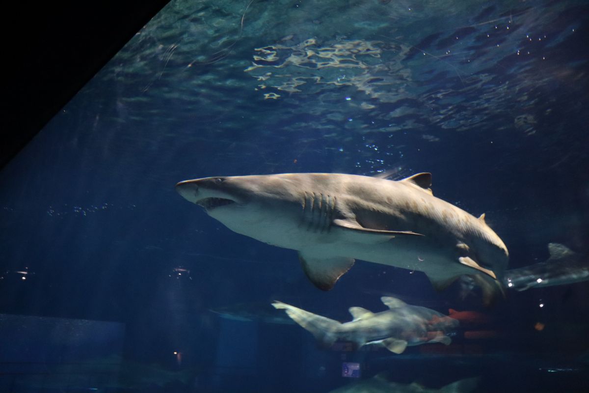 アクアワールド茨城県大洗水族館