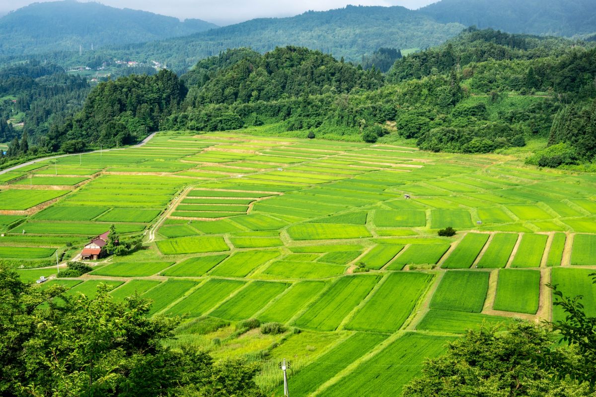 椹平の棚田