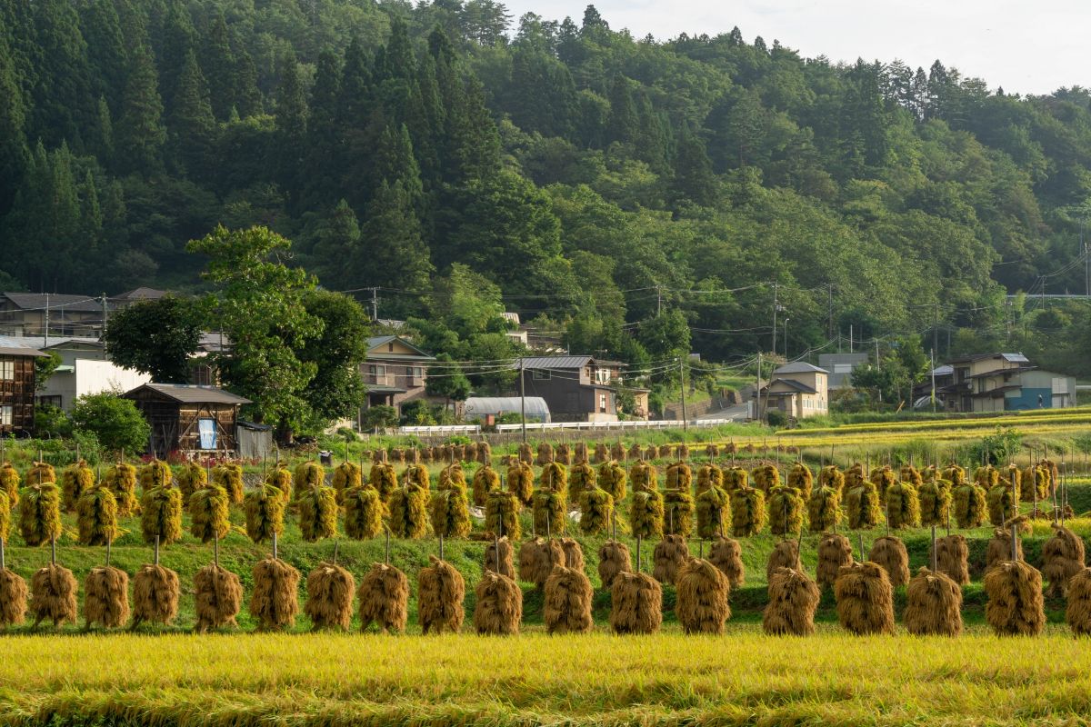 大蕨の棚田