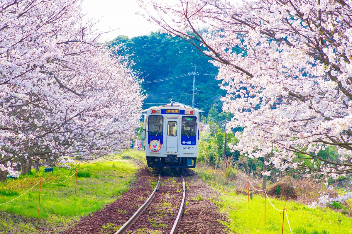 浦ノ崎駅桜並木(桜のトンネル)