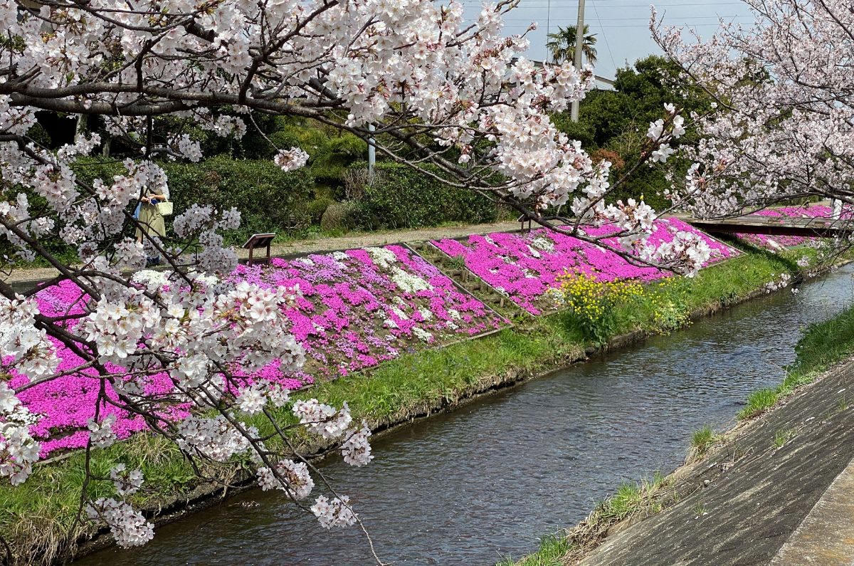 渋田川の芝桜