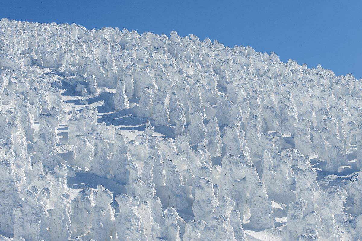 蔵王の樹氷