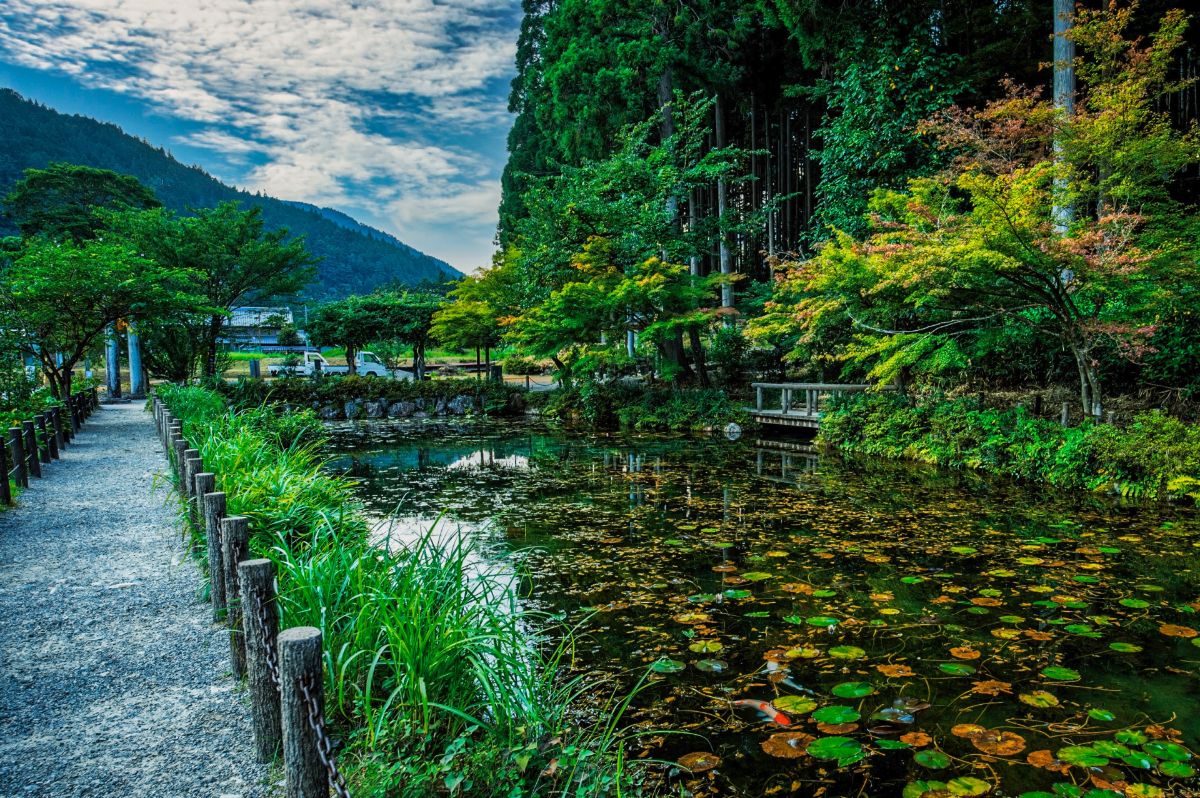 モネの池