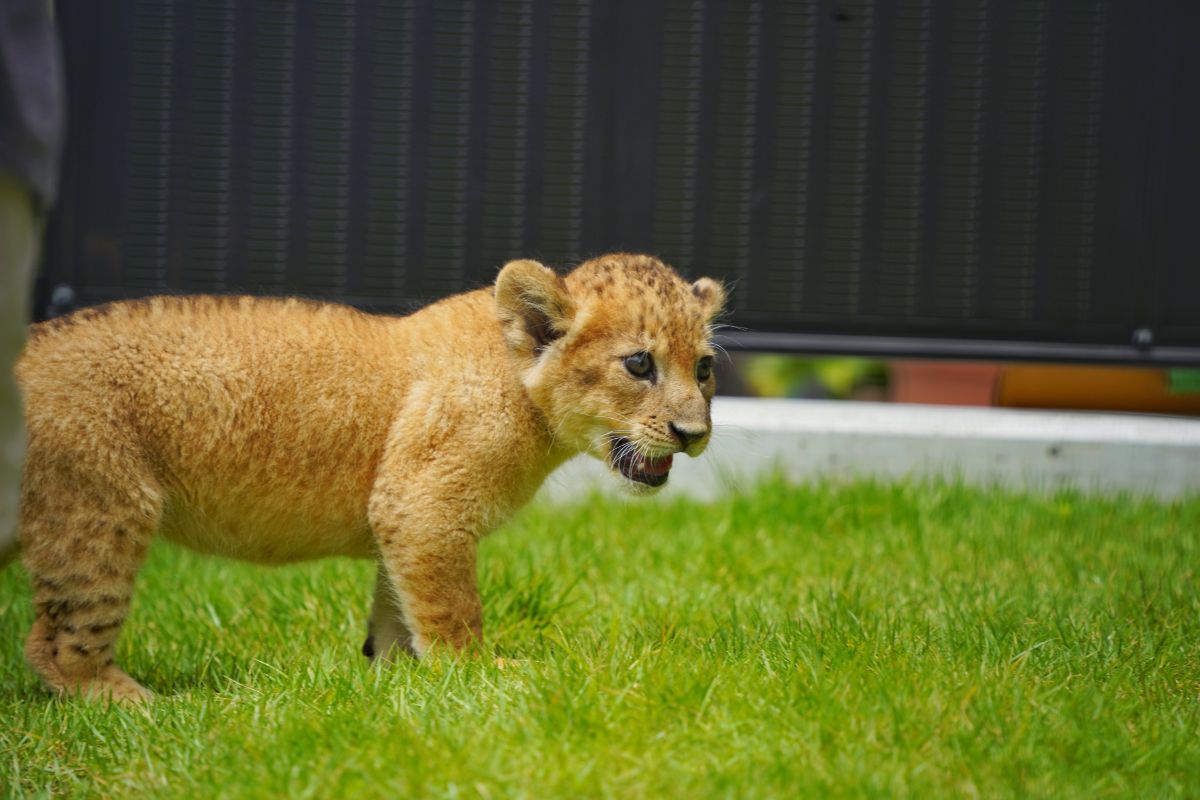 しろとり動物園
