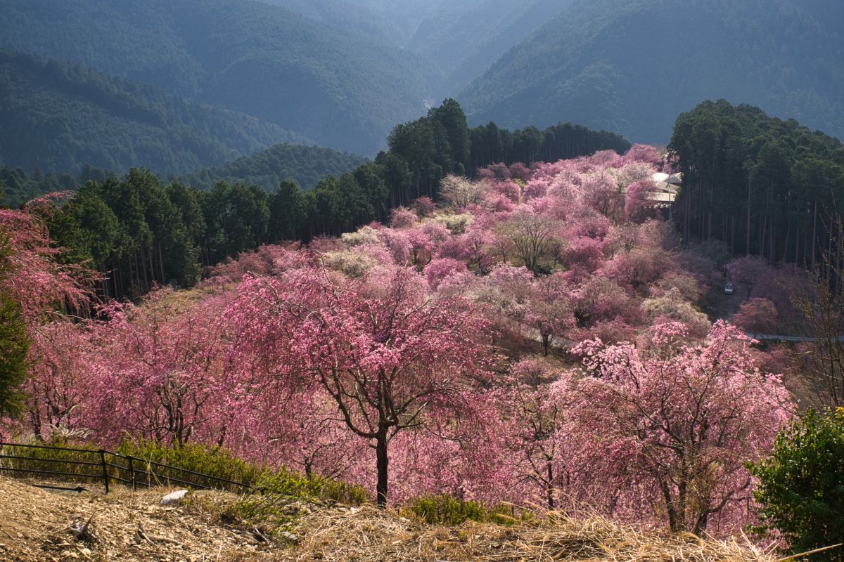 Takami-no-Sato