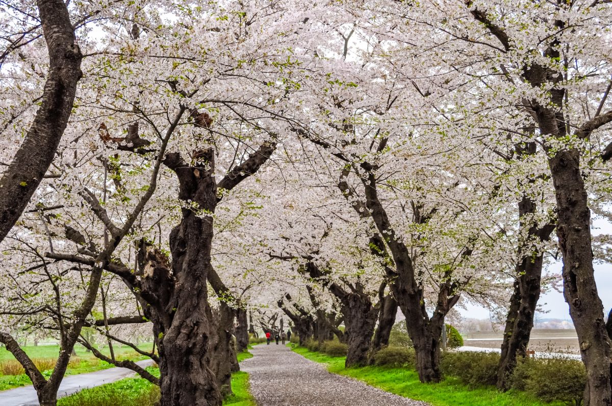 北上市立公園展勝地