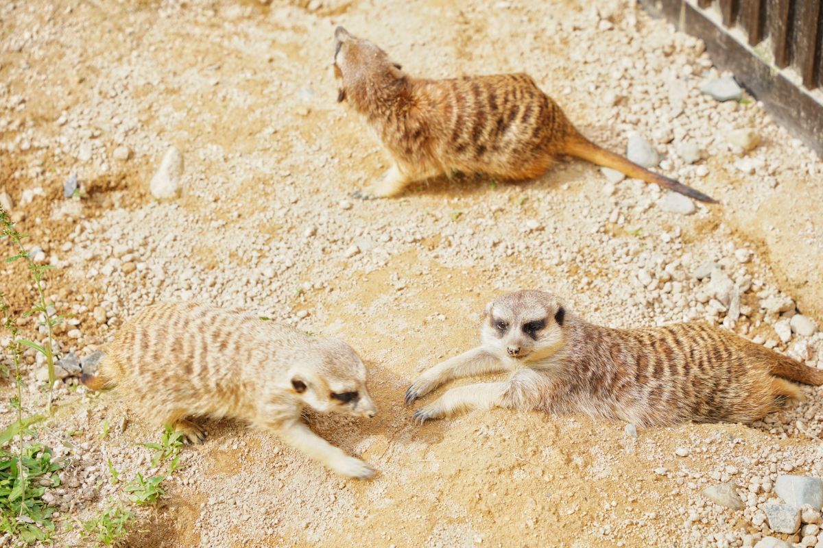 広島市安佐動物公園