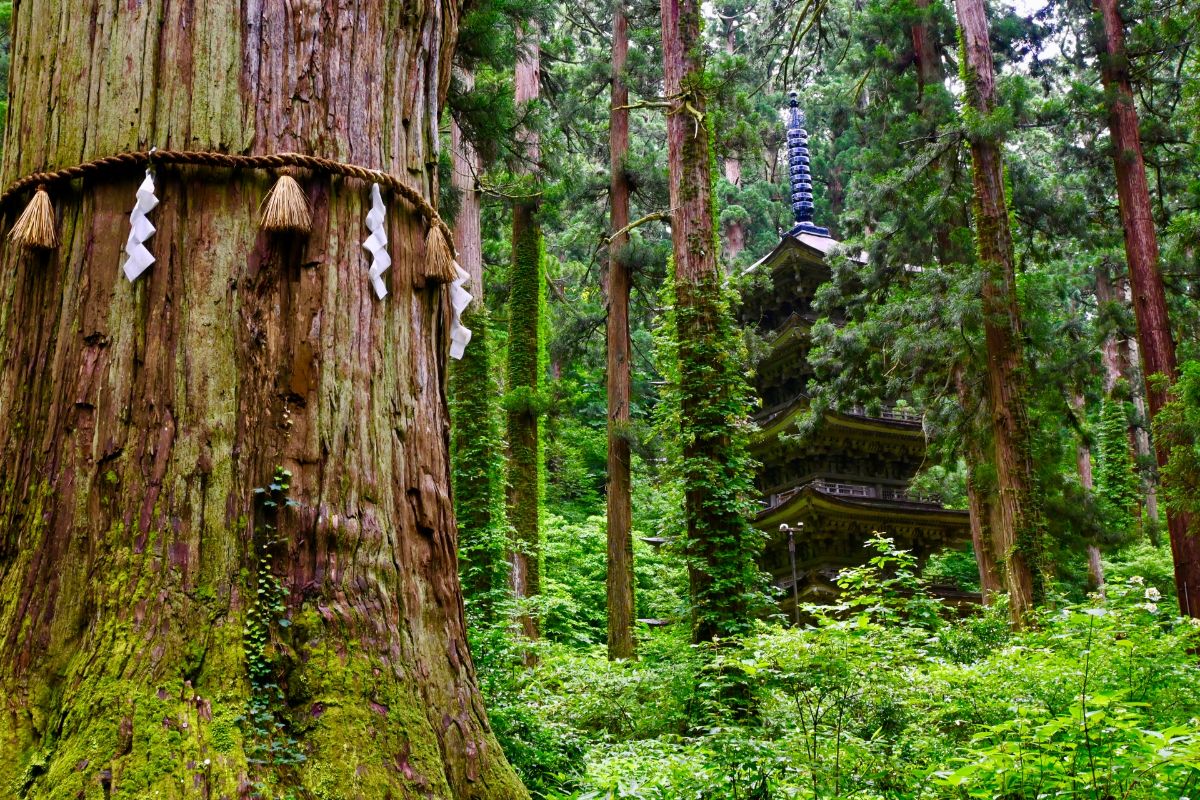 羽黒山 五重塔