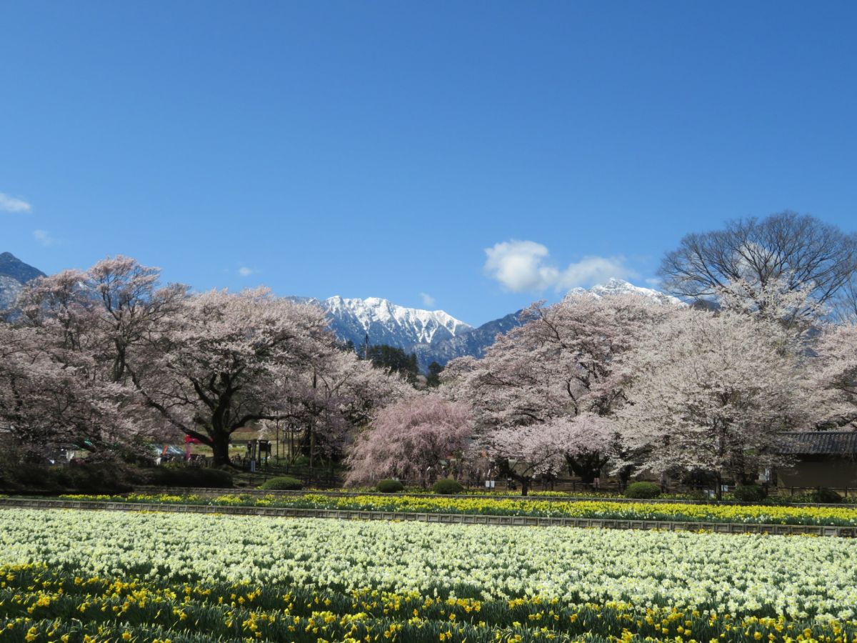 山高神代桜