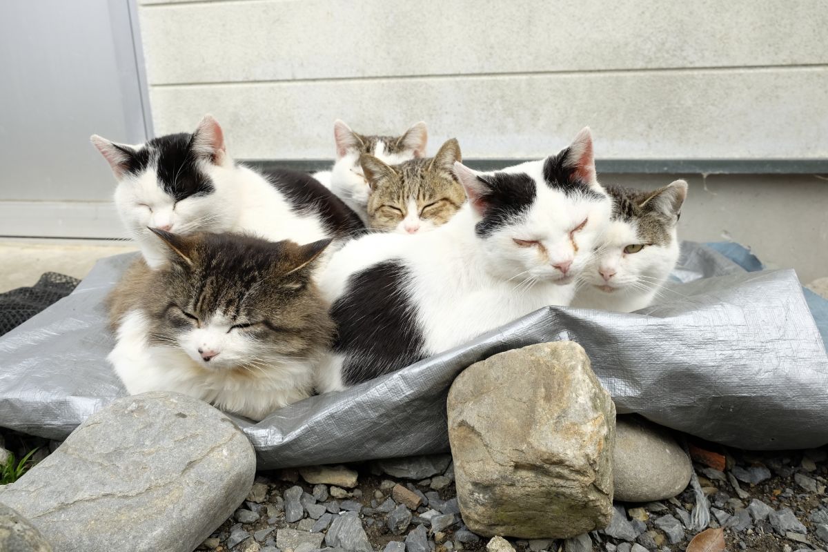 Tashirojima