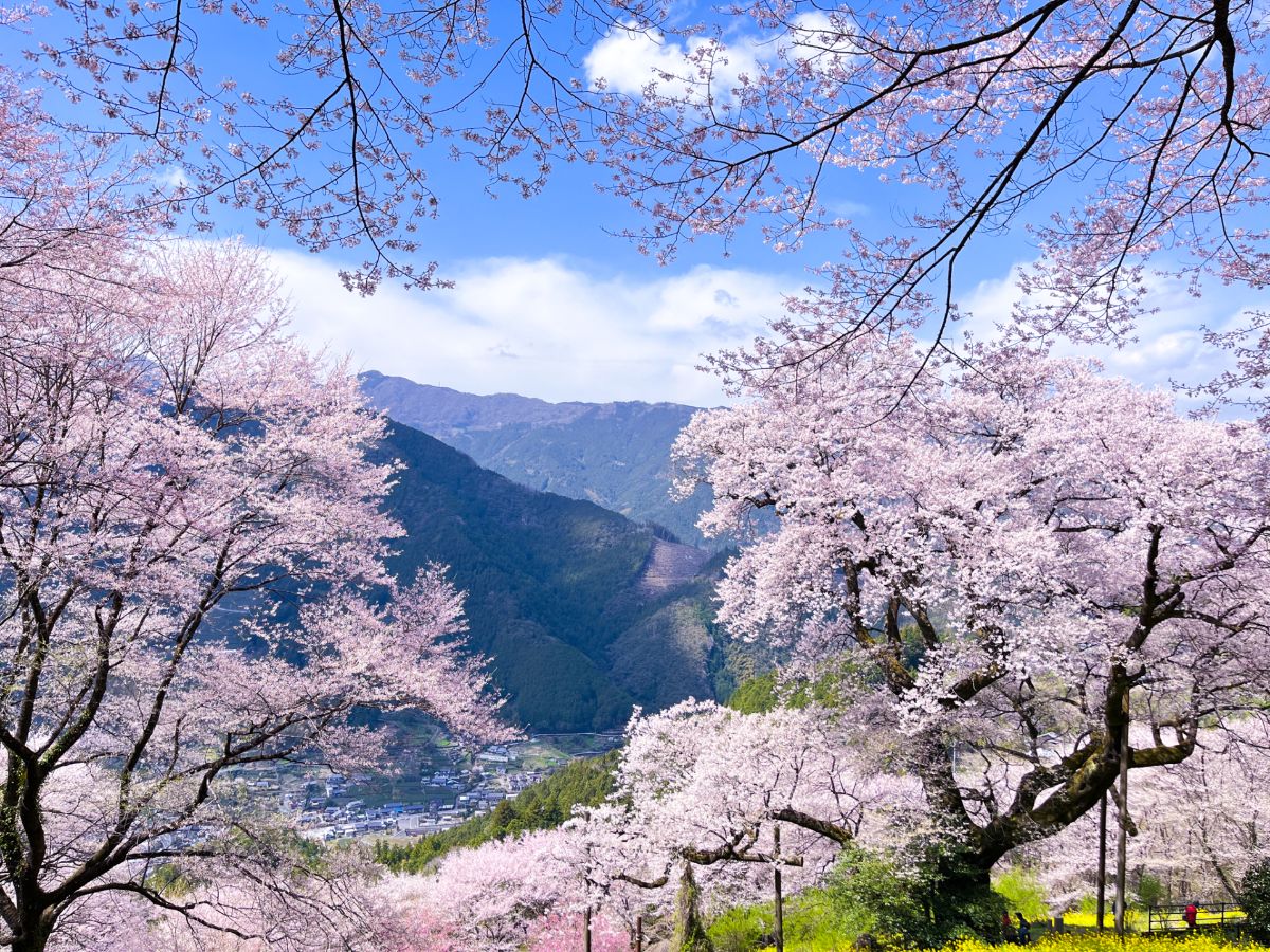 ひょうたん桜公園