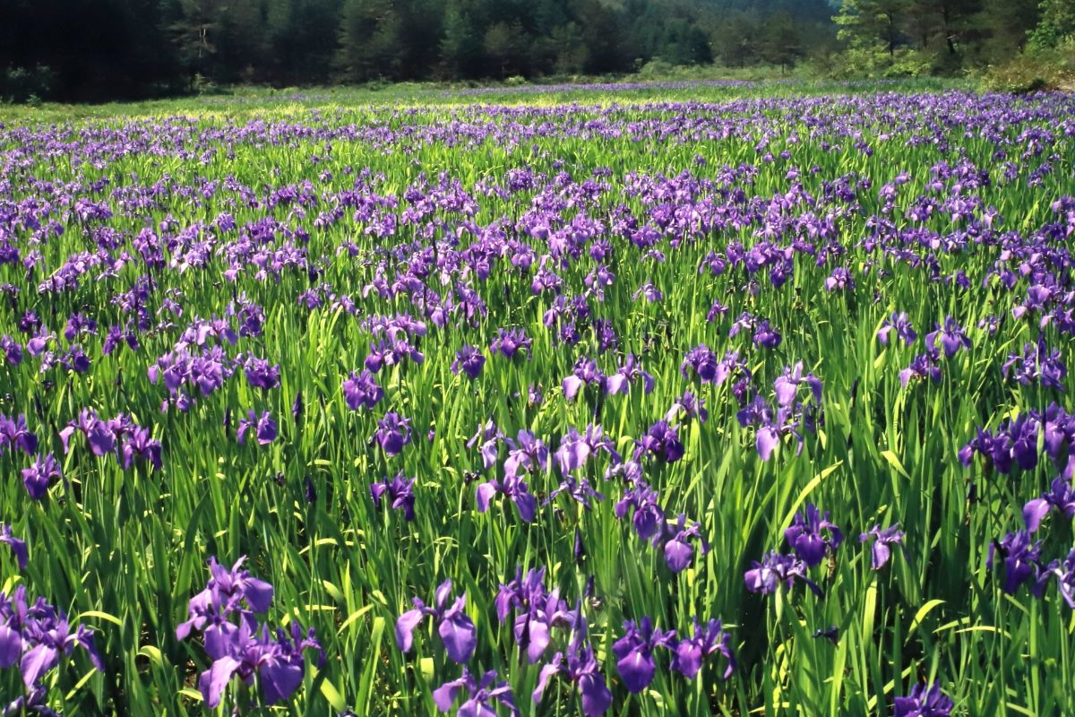 Yawata Marsh Iris Field